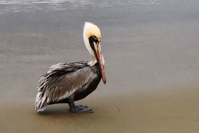 Close-up of duck in lake