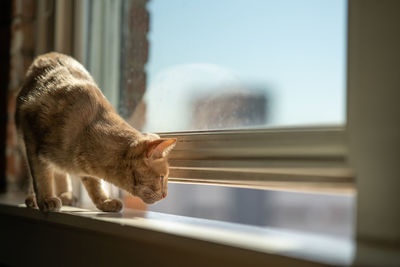 Close-up of cat looking through window