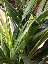 Full frame shot of palm leaves
