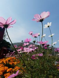 Close-up of pink flowering plants against sky