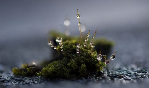 Close-up of spider on web against plants