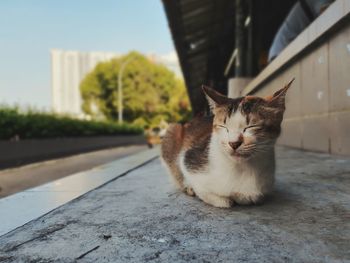 Cat sitting on a floor