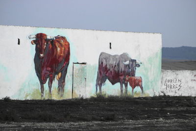 Cow standing in a field