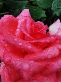 Close-up of wet pink rose