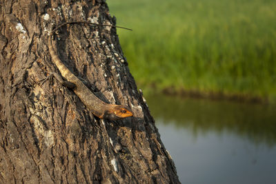 Close-up of bird on tree trunk