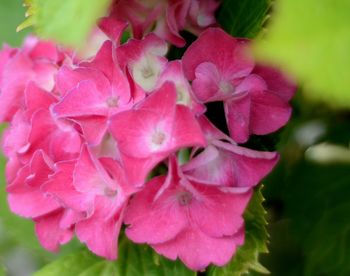 Close-up of pink flowering plant leaves