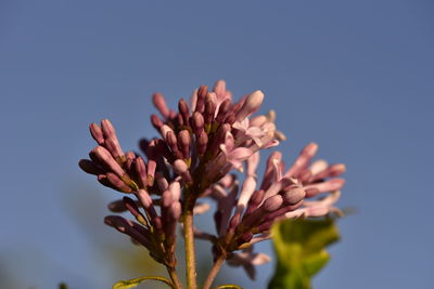 Low angle view of flowering plant against clear sky