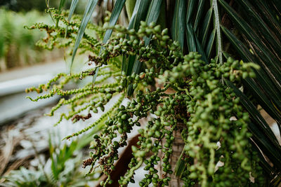 Close-up of fresh green plant