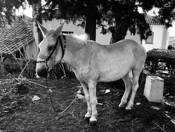 Horse standing in a field