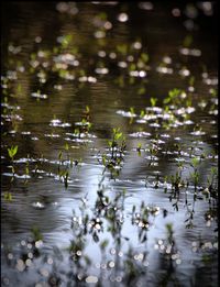 Ducks floating on lake