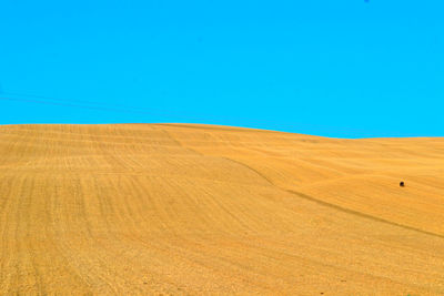 Scenic view of wheat field against clear blue sky