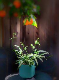 Close-up of potted plant