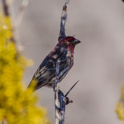Close-up of bird perching on a tree