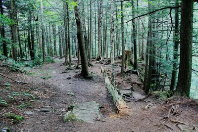 Pine trees in forest