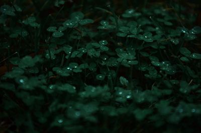 Close-up of water drops on plant