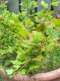 Close-up of fresh green plants