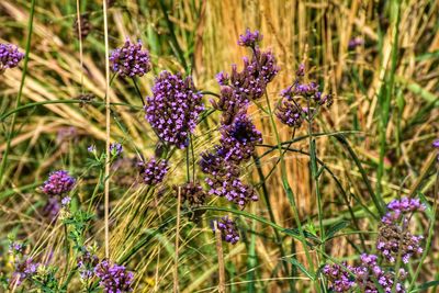 Close-up of lavender flowers