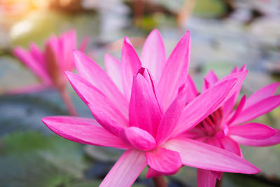 Close-up of pink water lily