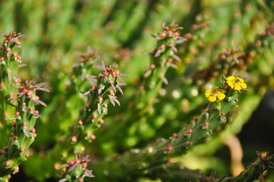 Close-up of yellow flowering plant