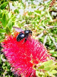 Close-up of ladybug on flower