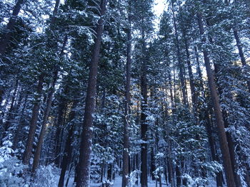 Low angle view of bamboo trees in forest during winter