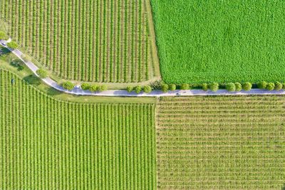 High angle view of green field