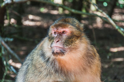 Close-up of gorilla