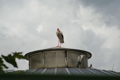 Low angle view of seagull perching on roof against sky