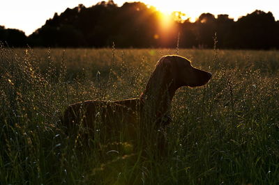 Dog on field during sunset