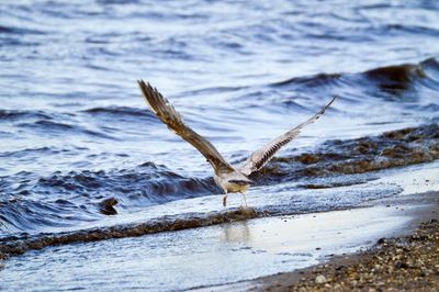 Close-up of bird on sea shore