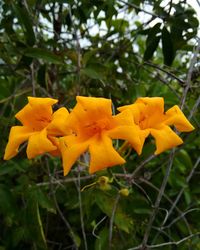 Close-up of yellow flowers blooming outdoors