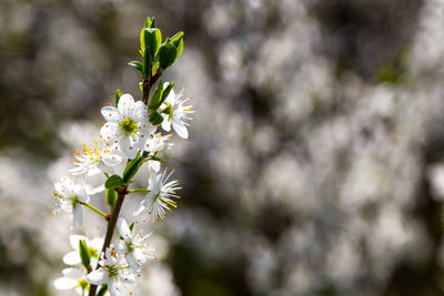 Close-up of white cherry blossom tree