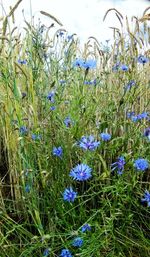 Purple flowers blooming on field