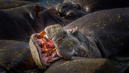 Close-up of hippocampus resting on an other hippo