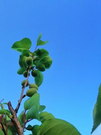 Low angle view of flowering plant against blue sky