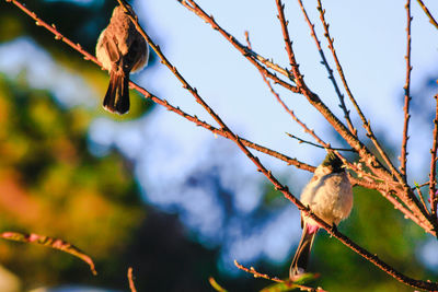 Low angle view of bird perching on branch