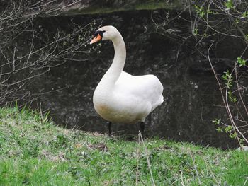 Swan in a lake