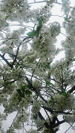 Low angle view of white flowers