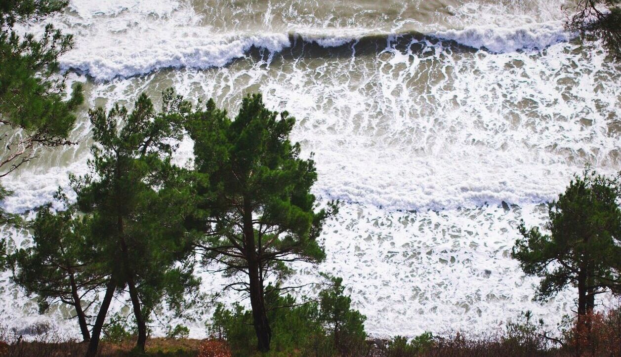 tree, nature, scenics, tree trunk, water, beauty in nature, branch, tranquility, tranquil scene, green color, day, outdoors, growth, non-urban scene, wave, full frame, green, remote, sea, no people, solitude