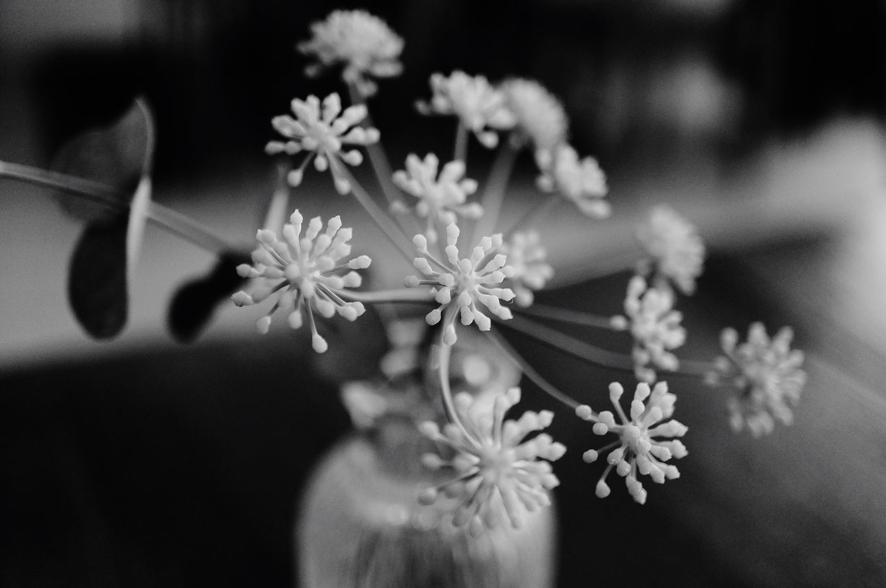 CLOSE-UP OF FLOWERING PLANTS