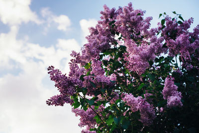 Low angle view of pink cherry blossoms against sky
