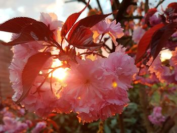 Close-up of fresh flowers on tree