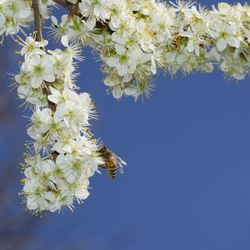 Close-up of bee pollinating cherry  flowers against blue sky