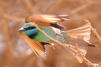 Close-up of bird perching outdoors