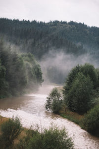 Scenic view of river in forest against clear sky