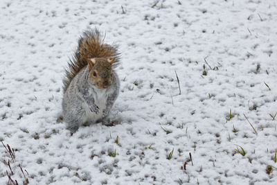 View of squirrel on snow covered field