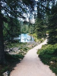 Footpath amidst trees in forest