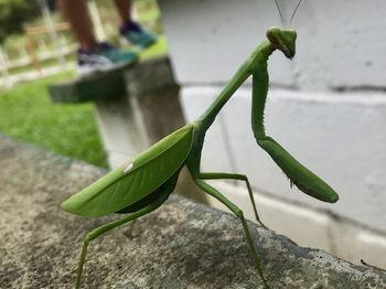 Close-up of grasshopper on plant