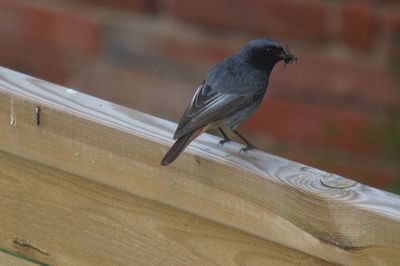 Close-up of bird perching on wood