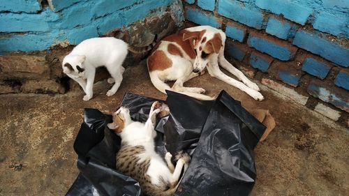 High angle view of dogs on wall